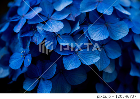 藍色の紫陽花 藍色の紫陽花 120346737