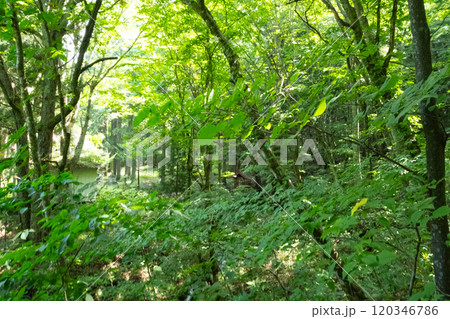 山道の風景 (写真素材) 山道の風景 (写真素材) 120346786