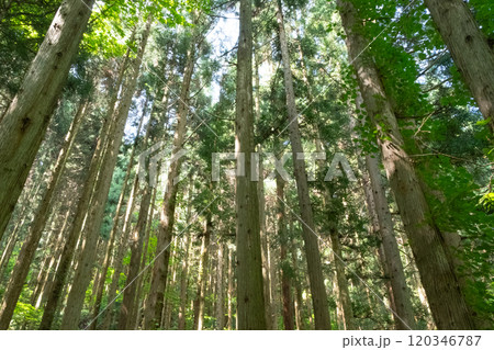 山道の風景　(写真素材) 120346787