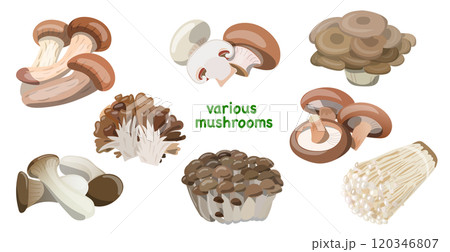 秋の色々な種類のキノコセットのベクターイラスト素材 120346807