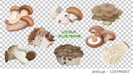 Vector illustration of a set of various kinds of autumn mushrooms 120346807