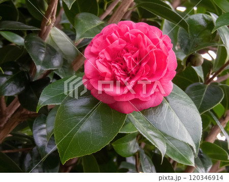 Japanese camellia,camellia japonica or common camellia pink flower 120346914