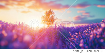 Lavender field in morning sun. Blooming lavender in Provence, France 120346919
