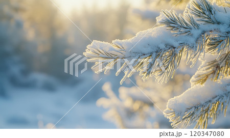 Winter serenity: close-up of snow-covered pine branches in tranquil forest 120347080