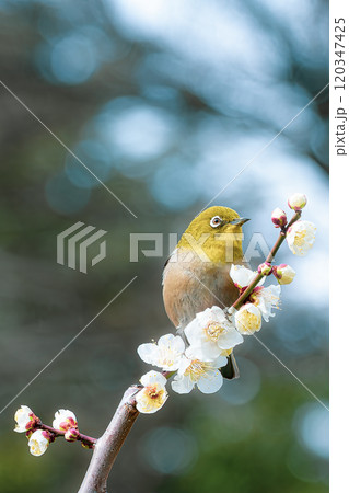 梅とメジロ 梅とメジロ 120347425