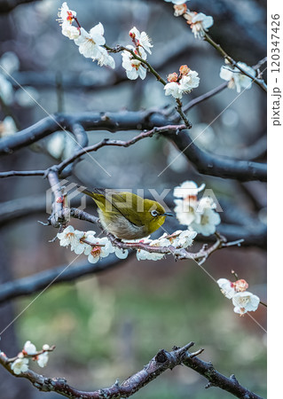 ふっくらメジロ 120347426