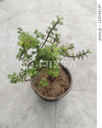 jade plant in black pot jade plant in black pot 120349197