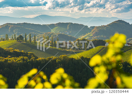 Vineyards landscape famous destination wine street area south Styria , wine country in summer. Tourist destination Vineyards landscape famous destination wine street area south Styria , wine country in summer. Tourist destination 120350444