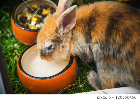 Cute little bunny drinking water from a bowl during summer. 120350450