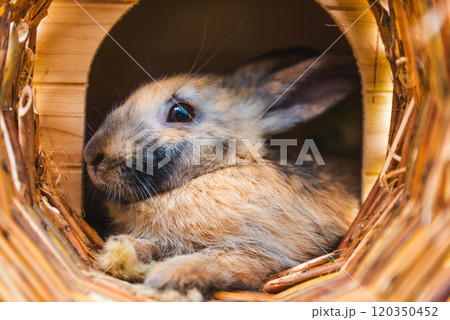 Cute little bunny lying in a wooden house during summer. Cute little bunny lying in a wooden house during summer. 120350452