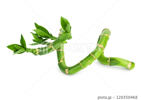 Green bamboo with leaves isolated on white background with full depth of field Green bamboo with leaves isolated on white background with full depth of field 120350468