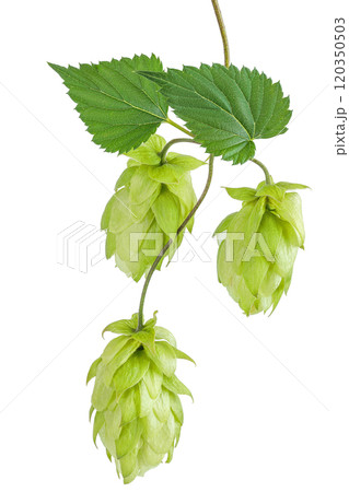 Hop cones branch isolated on white background. Beer brewing ingredients 120350503