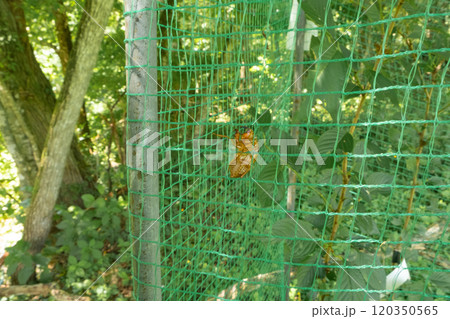 蝉の抜け殻イメージ　(写真素材) 120350565