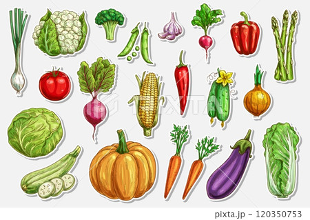 Vegetables vector sketch stickers of fresh farm food. Onion, broccoli, tomato and green zucchini, carrot, pumpkin, cucumber, cabbage and pepper hand drawn vegetables, ripe veggie food engraved tags Vegetables vector sketch stickers of fresh farm food. Onion, broccoli, tomato and green zucchini, carrot, pumpkin, cucumber, cabbage and pepper hand drawn vegetables, ripe veggie food engraved tags 120350753