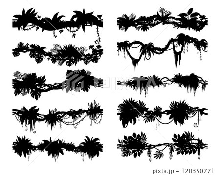 Tropical jungle forest liana branch silhouettes vector set. Black silhouetted vines, tree, plant thicket, rainforest climbing and hanging roots, leaves, foliage spinney shadow. Amazon or African flora 120350771
