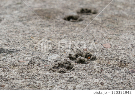 Cat paw prints imprinted in a concrete path. Animal track footprint wallpaper. Selective focus Cat paw prints imprinted in a concrete path. Animal track footprint wallpaper. Selective focus 120351942