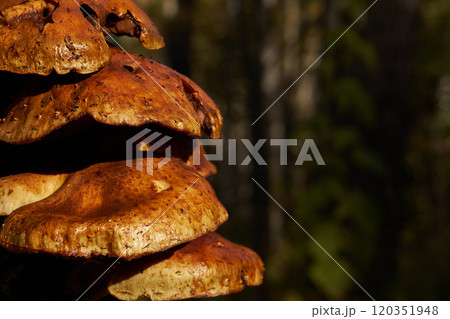 Group of forest mushrooms brown color, close-up. Copy space 120351948