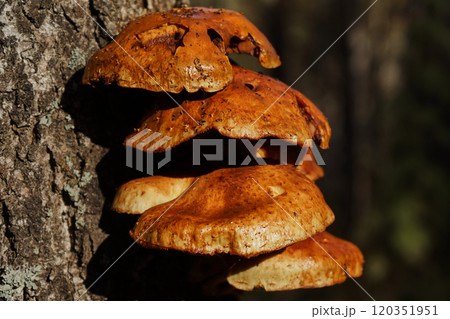 Group of forest mushrooms brown color, close-up. Copy space, Natural Autumn background 120351951