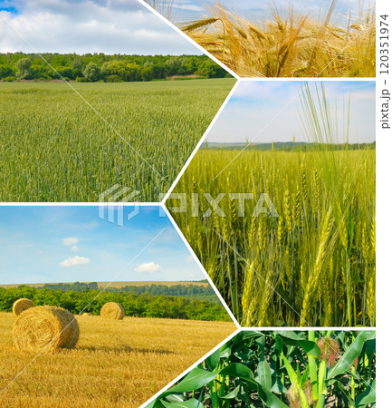 Agricultural fields and blue sky. collage. Agricultural fields and blue sky. collage. 120351974