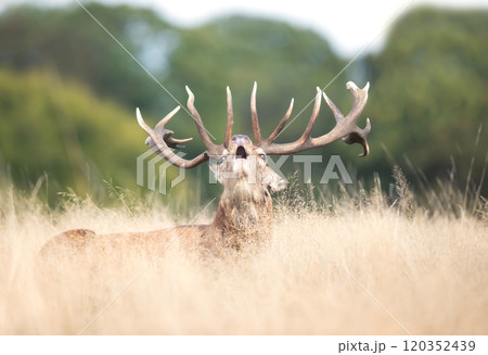 Portrait of a red deer stag calling during the rut in autumn Portrait of a red deer stag calling during the rut in autumn 120352439