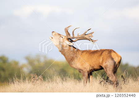 Red deer stag calling during the rut in autumn Red deer stag calling during the rut in autumn 120352440