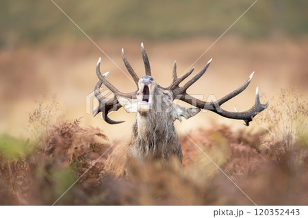 Portrait of a red deer stag calling during the rut in autumn Portrait of a red deer stag calling during the rut in autumn 120352443