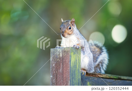 Portrait of a curious grey squirrel standing on a garden fence Portrait of a curious grey squirrel standing on a garden fence 120352444