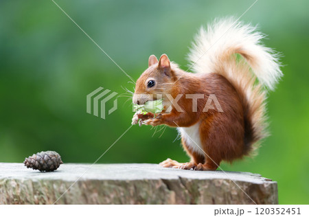 Red squirrel eating green hazelnuts on a tree stump 120352451
