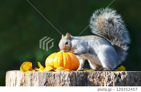 Grey squirrel investigating pumkin on a tree stump in autumn Grey squirrel investigating pumkin on a tree stump in autumn 120352457