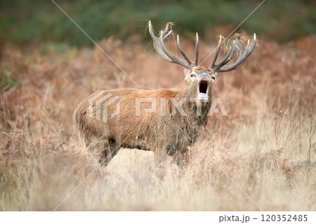 Portrait of a red deer stag calling during the rut in autumn Portrait of a red deer stag calling during the rut in autumn 120352485