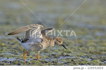 Ruff (Philomachus pugnax), Crete, Greece 120352833