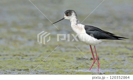Black-winged Stilt (Himantopus himantopus), Greece 120352864