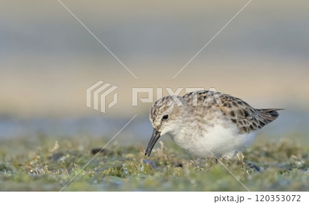 Little Stint (Calidris minuta), Crete, Greece Little Stint (Calidris minuta), Crete, Greece 120353072