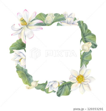 Watercolor white lotus flowers with buds, green leaves square frame. Blooming waterlilies illustration in realistic style. Border for health care package product, greeting cards. Copy space for text 120353291