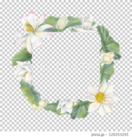 Watercolor white lotus flowers with buds, green leaves square frame. Blooming waterlilies illustration in realistic style. Border for health care package product, greeting cards. Copy space for text 120353291