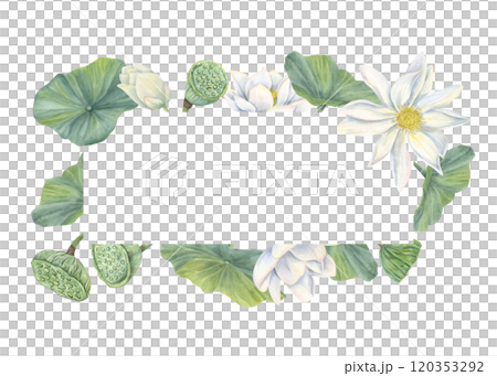 Watercolor blooming white lotus rectangle frame. Hand painting waterlily flowers with buds, seed pods, leaves botanical illustration for greeting card, invitation, labels. Copy space for text 120353292