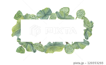 Watercolor lotus leaves with flower pods horizontal border. Hand drawn green water lily foliage, seed heads illustration for invitation, ayurveda products, spa center label, greeting cards Watercolor lotus leaves with flower pods horizontal border. Hand drawn green water lily foliage, seed heads illustration for invitation, ayurveda products, spa center label, greeting cards 120353293
