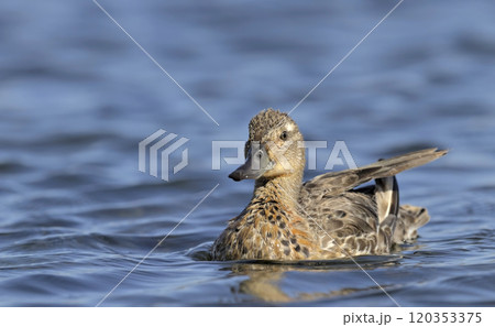 The Garganey (Spatula querquedula), Greece 120353375
