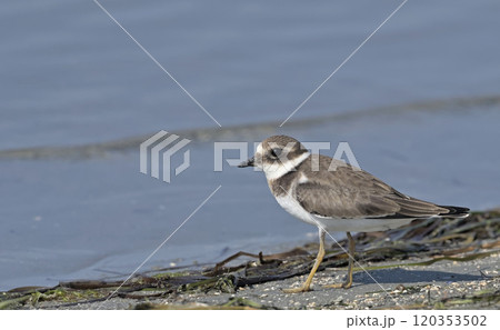 Common Ringed Plover (Charadrius hiaticula), Greece 120353502