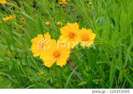 Flowers of Coreopsis grandiflora is growing in meadow. Countryside garden. Bright floral background. Blooming flowers. Flowers of Coreopsis grandiflora is growing in meadow. Countryside garden. Bright floral background. Blooming flowers. 120353505
