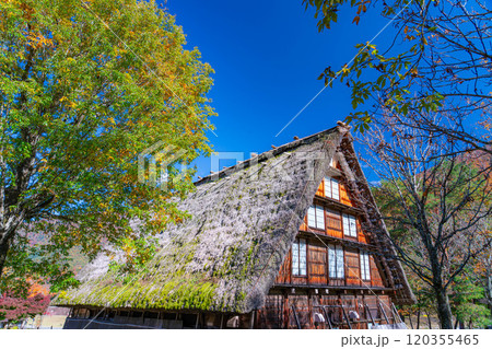 【世界遺産】紅葉真っ盛りの白川郷【岐阜県】 120355465