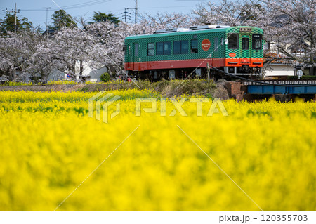 栃木県/満開の桜と菜の花の中を走る真岡鐵道真岡線の車両 栃木県/満開の桜と菜の花の中を走る真岡鐵道真岡線の車両 120355703