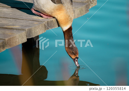 A duck is leisurely drinking some fresh water from a wooden dock 120355814