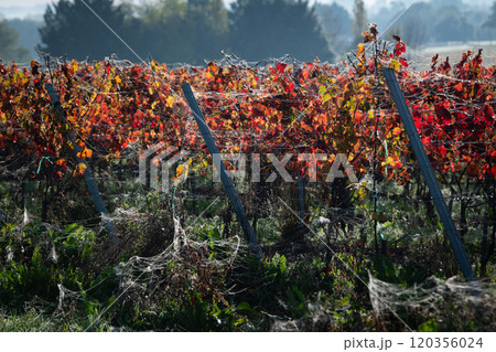 Bordeaux Vineyard at sunrise in autumn, Entre deux mers, Gironde Bordeaux Vineyard at sunrise in autumn, Entre deux mers, Gironde 120356024