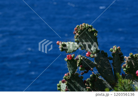 Cactus buds on blue background, Spider web, Porquerolles Island, France 120356136