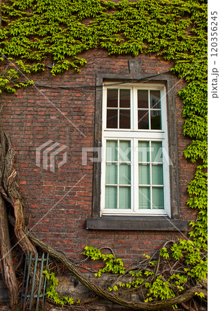 A building made of old red brick with lush green ivy climbing over it on the old Zamek Krolewski na Wawelu castle in the center of Krakow. 120356245