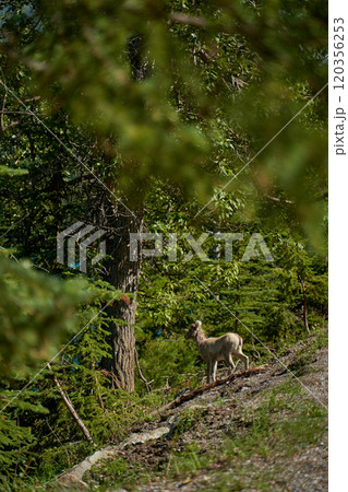 A herd of big horn sheep walk in the summer near the beautiful Lake Minewanka in the mountains of Banff National Park in Canada 120356253