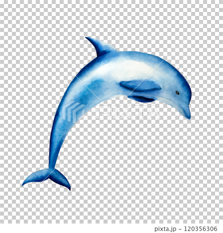Dolphin jumping. Watercolor hand drawn illustration isolated on background. For designers, postcards, greetings, birthday, calendar, wallpapers, wrapping paper, logo, baby design 120356306