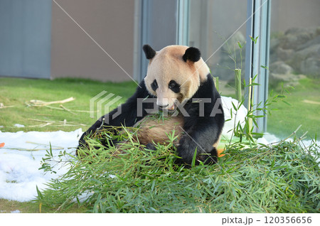 おいしそうに竹を食べる明浜 120356656