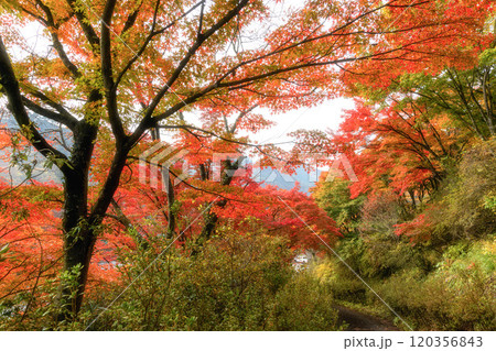 紅葉真っ盛りの矢祭山公園 120356843